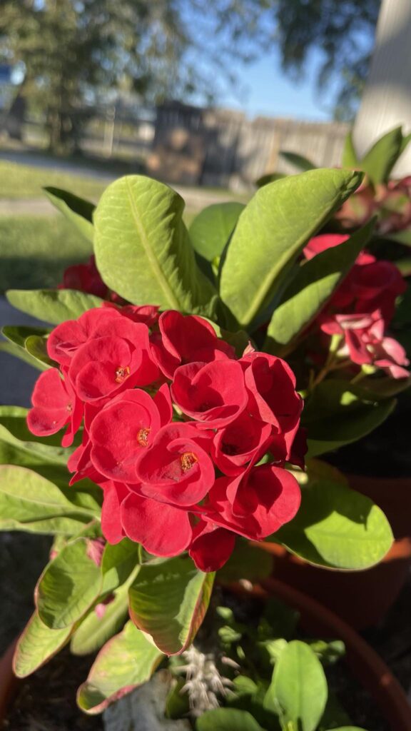 Euphorbia Roses – Queen Rose Garden