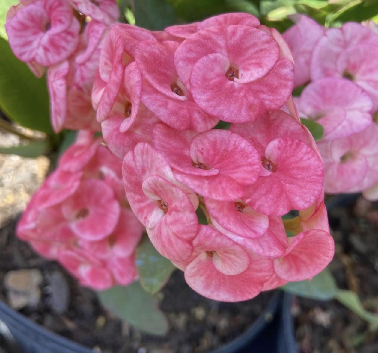 Pink Beauty – Queen Rose Garden