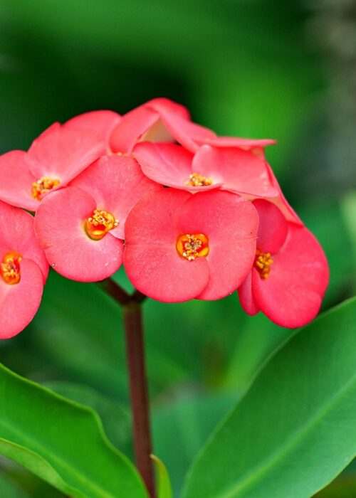 euphorbia-milii-7508174_1280